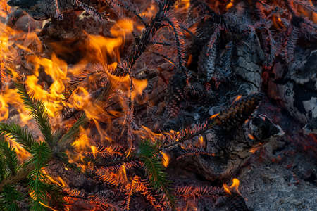 Spruce branches are on fire, close-up of an orange dangerous flame. A fragment of a fire in which...