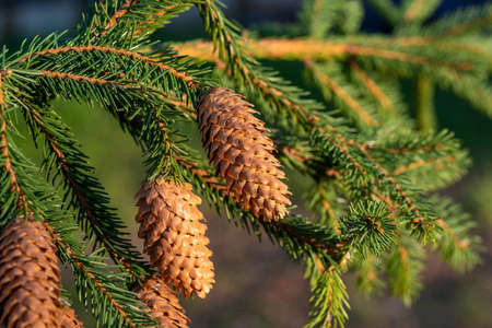 Fir branch with a pine cone on a blurred green background. You can clearly see the needles on the...