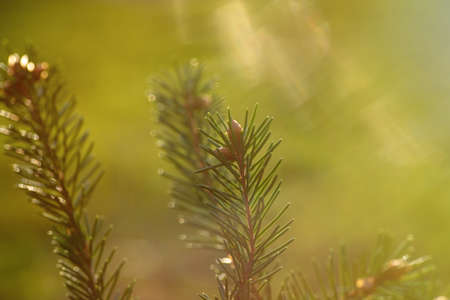 Fir branch with needles close-up on a green blurred background. Sunlight in the wild forest,...