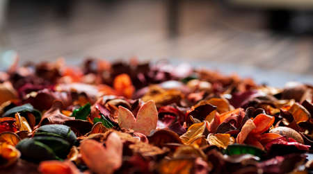 Dry flowers and leaves close-up are on the table. The far plan is blurred, the place for text...