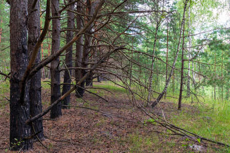 Forest landscape. Pine trees stand in a row with dry branches and burnt trunks from below. The...