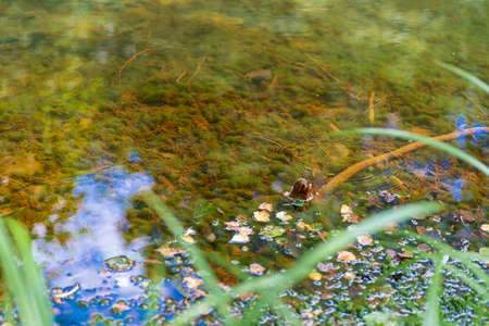 Fragment of a forest stream. Along the shore duckweed, tina and moss smoothly pass into the grass,...