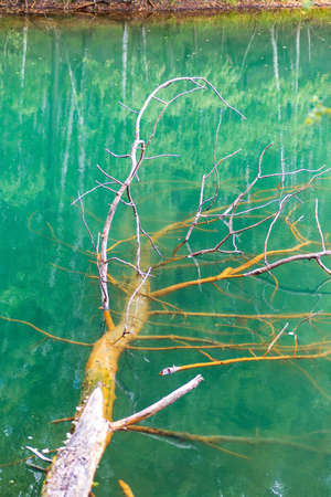 A dried tree lies in the turquoise water of the lake. Part of the branches under water are covered with an orange coating. The forest is reflected in the water. Vertical photo.の写真素材