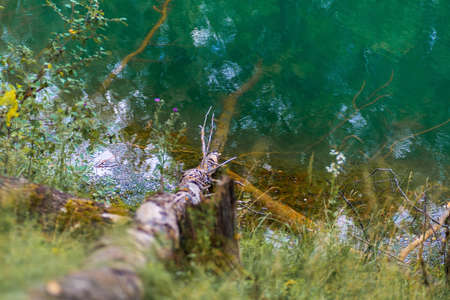 A broken tree fell into the water of the lake. Under water, the branches are covered with yellow moss, grass in the foreground.の写真素材