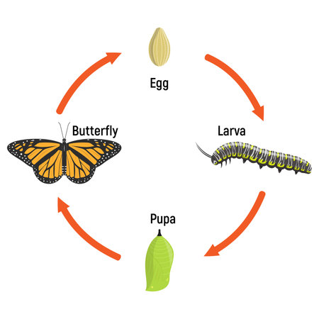 Butterfly life cycle metamorphosis, vector illustrationのイラスト素材