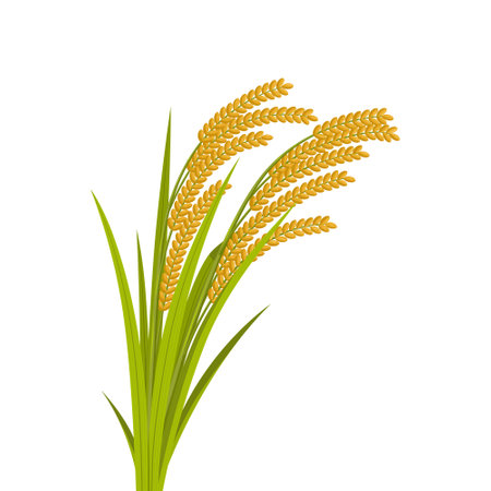 Rice spikes, stem with leaves, vector illustration, realistic design isolated on white backgroundのイラスト素材