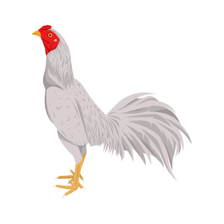 white rooster vector illustration, poultry farming isolated on a white background, chickenのイラスト素材