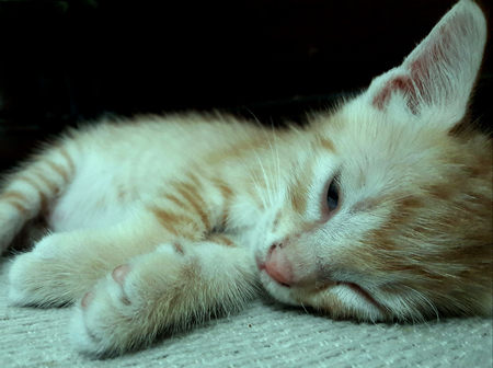 Yellow kittenの写真素材