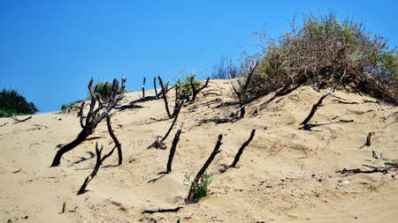 Wood in a deserted area near a beachの写真素材