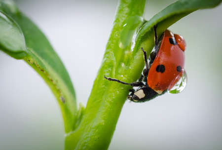 Ladybug on green stem carries a perfect rain drop on his back.の写真素材