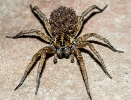 Macro close-up detail. The Wolf Spider carries her babies on her back.の写真素材