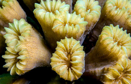 Underwater image of yellow coral.  Macro detail.の写真素材