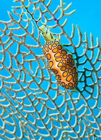 Colorful flamingo tongue sea slug on a sea fan with blue backgroundの写真素材