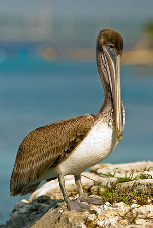 A pelican poses for the camera on the rocks with background of the shoreline and ocean.の写真素材