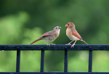 Female cardinal with a just-fed fledgling on a black fence.の写真素材