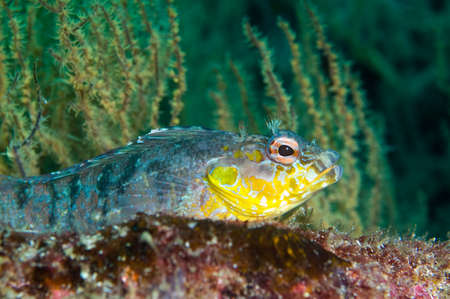Bravo Clinid - Galapagos Islands.  Yellow "plant" in background is actually black coral.の写真素材
