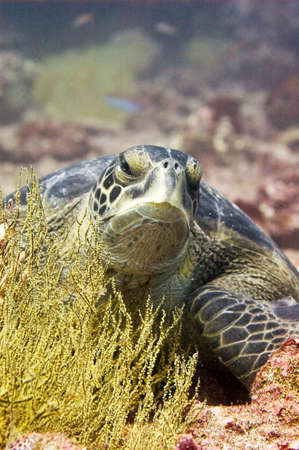Green Sea Turtle off the Galapagos Islands.  Turtle is poised over a bed of black coral (which is actually yellow when it is alive).の写真素材