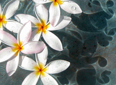 Sparkling white plumeria blooms floating in a fountain with abstract shadows on below.の写真素材
