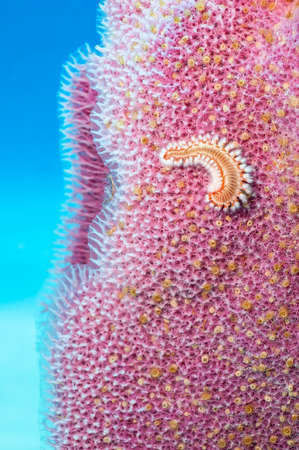 Turquoise Underwater Background with magenta vase sponge and orange bearded fireworm in foreground.の写真素材
