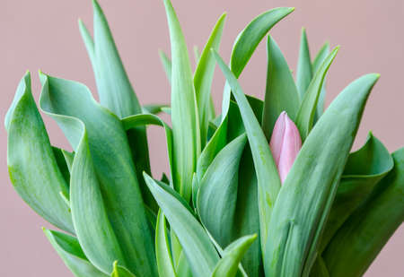 Horizontal detail of budding tulip plant.の写真素材