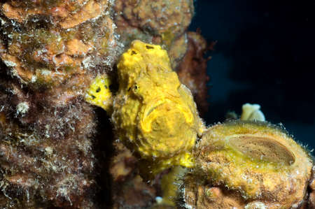 Yellow Longlure Frogfishの写真素材