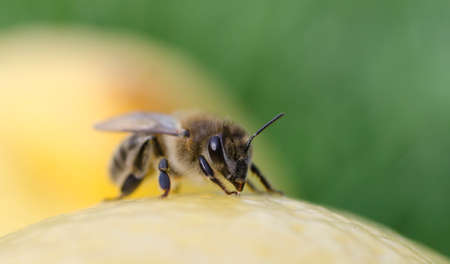 Bee on lemon close-upの写真素材