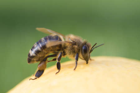Close-up on bee on green backgroundの写真素材