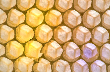 Empty Honey Comb