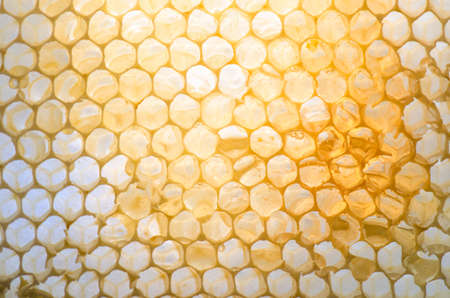 Honeycomb with honey inside lighten from backの写真素材