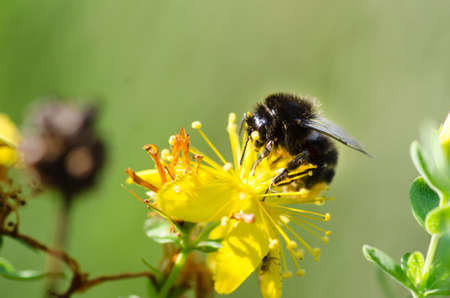 Bumble bee on yellow flower on green background