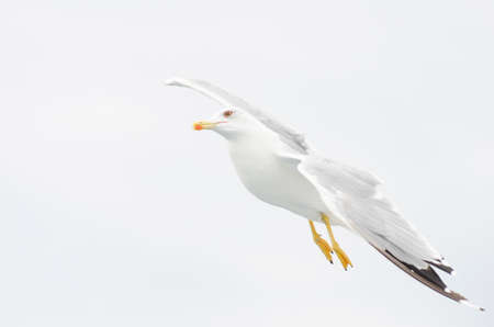 European gull flying on cloudy backgroundの写真素材