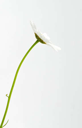 Side of white chamomile flower in studio isolated on white background- Matricaria chamomiliaの写真素材