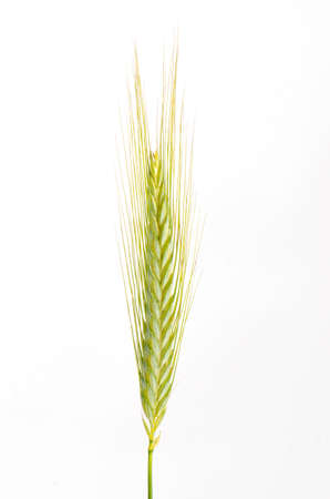 Green wheat ear studio shoot isolated on whiteの写真素材