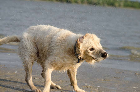 Golden retriever labrador dog shaking water off his body on sand beachの写真素材