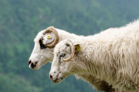 2 white sheep near a steep with green trees background at mountain