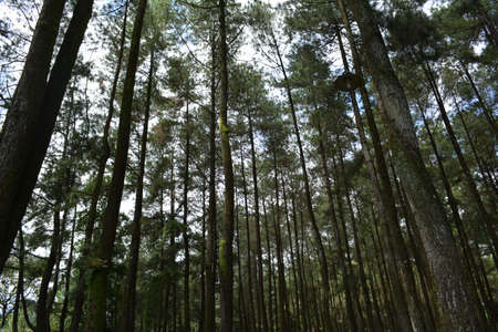 pine tree and fresh air at under the foot of mount ungaran, Indonesiaの写真素材