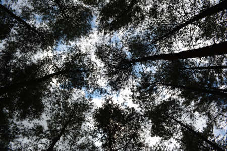 Sky view from under pine treesの写真素材