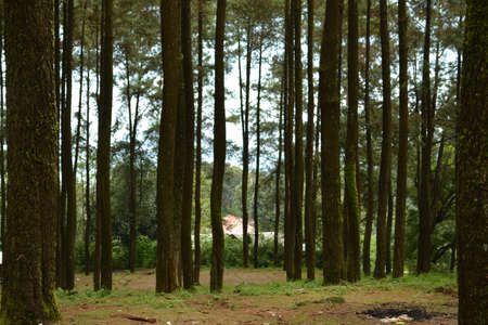 Pine forest at mount ungaranの写真素材