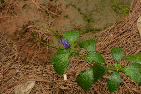 purlpe flower with green leafの写真素材