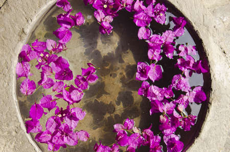 Pink Flowers in a potの写真素材