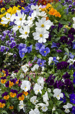  Beautiful flowers - Pretty spring flowers and gorgeous summer bloomsの写真素材