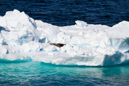 Antarctica - Antarctic Seals - Crabeater Seals Group On An Icebergの写真素材