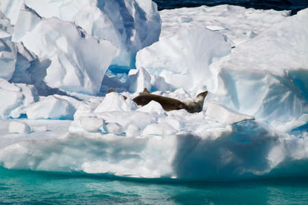 Antarctica - Antarctic Seals - Crabeater Seals Group On An Iceberg