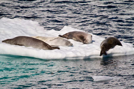 Crabeater Seals Resting On A Piece Of Floating Iceの写真素材