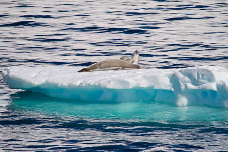 Crabeater Seals Resting On A Piece Of Floating Iceの写真素材