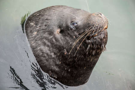 South American Sea Lion - Otaria Flavescens - Chileの写真素材