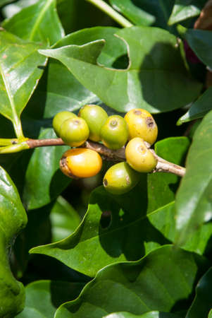 Coffee Plant With A Mix Of Ripe And Unripe Coffee Berries