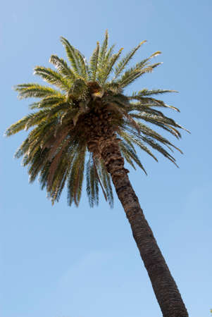 Palm Tree - Symbol For The Tropics And For Vacationsの写真素材