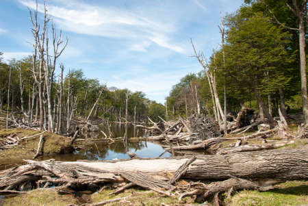 Argentina - Ushuaia - Tierra del Fuego - Damage To The Environment And Forestsの写真素材