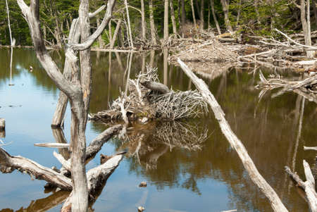 Argentina - Ushuaia - Tierra del Fuego - Damage To The Environment And Forestsの写真素材